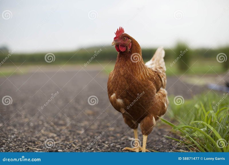 Chicken road online, juego chicken road