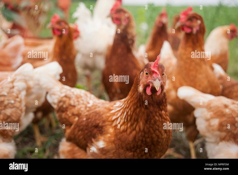 Best chicken road game in Germany