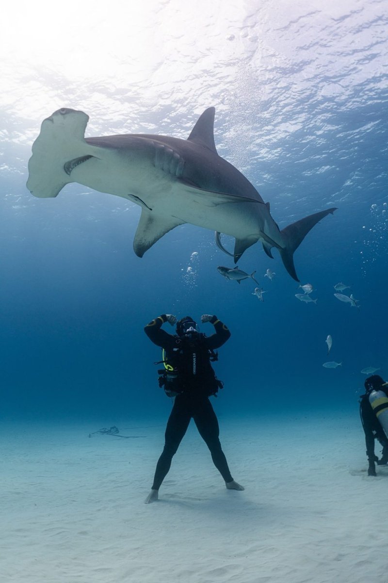 Exploring the Ocean of Fun at Admiral Shark Online Casino UK in United Kingdom